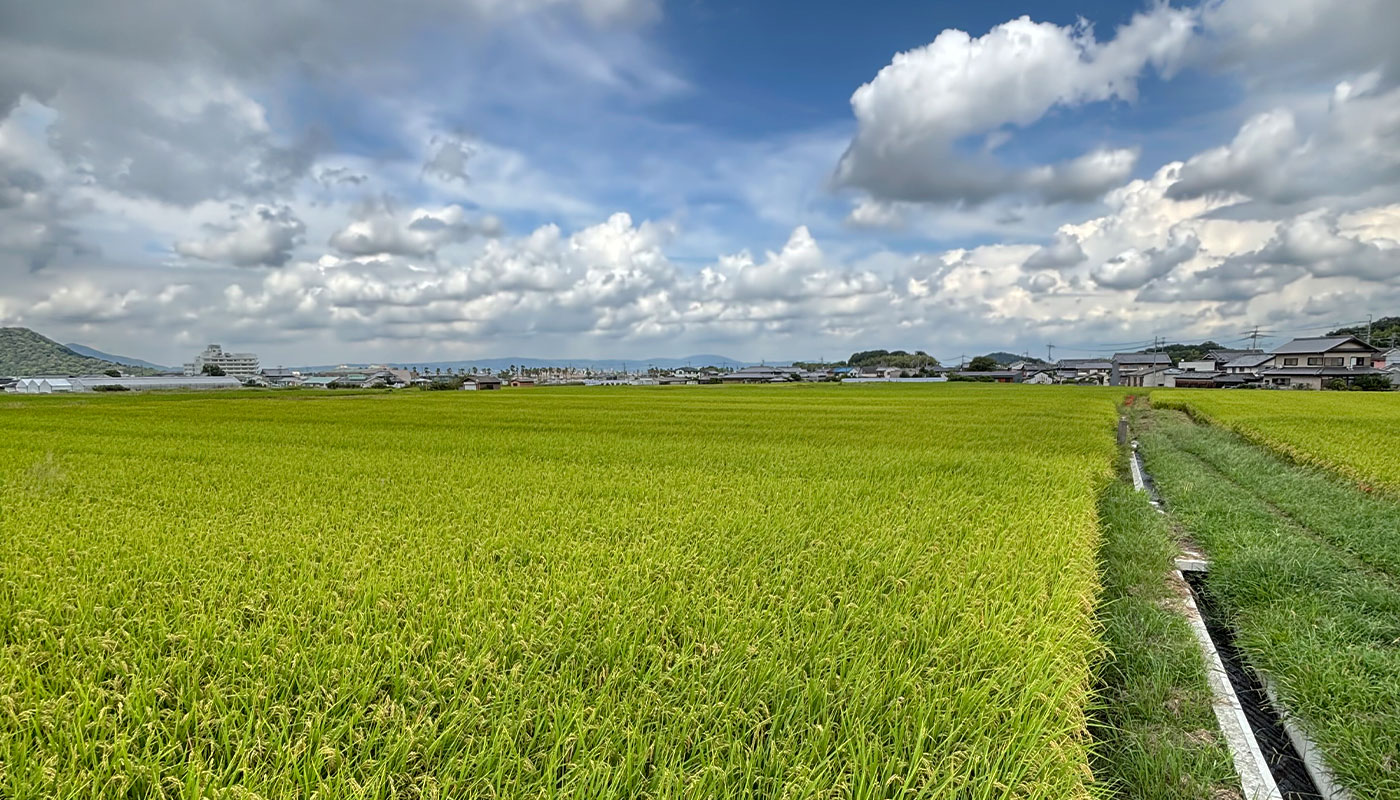 地元農家さんと農業